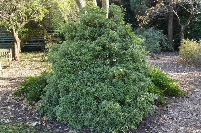 Holly Olive 'Goshiki' (Osmanthus heterophyllus 'Goshiki') — reference photo