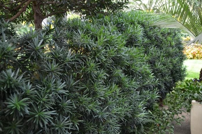 Chinese Shrub Yew (Podocarpus macrophyllus 'Maki') — reference photo