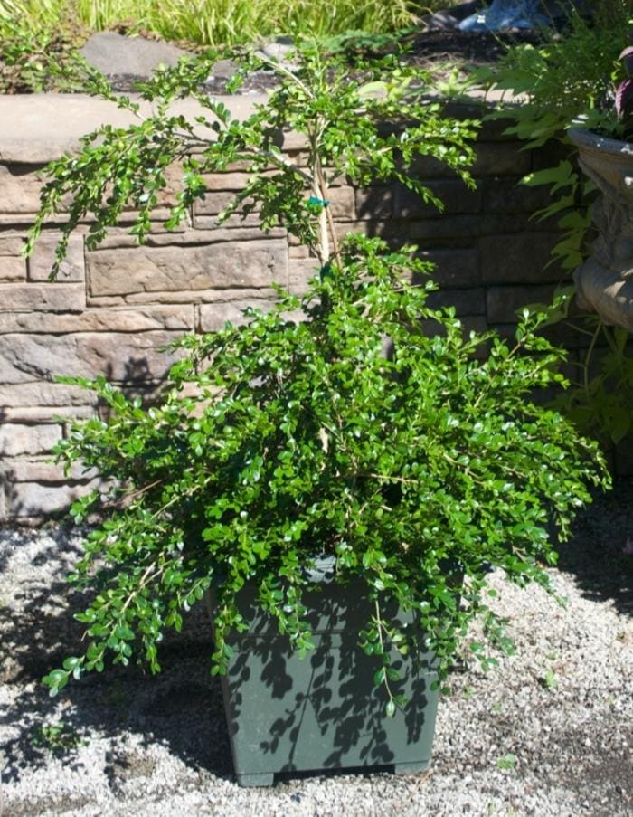 Weeping American Boxwood (Buxus sempervirens 'Unraveled') — reference photo
