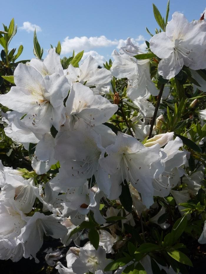G.G. Gerbing Azalea (Rhododendron 'Mrs. g. g. gerbing') — reference photo