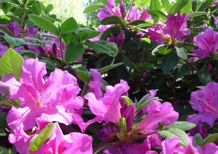 Summer Snow(R) Gardenia (Gardenia jasminoides summer snow(r) ppaf) — reference photo