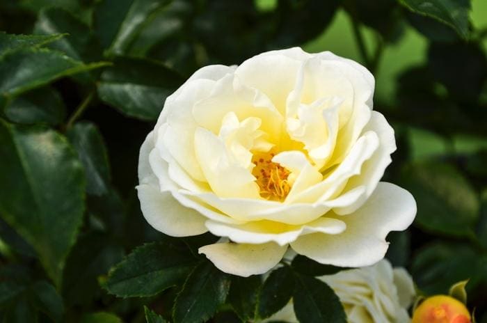 Rose 'Popcorn Drift®' (Rosa 'Popcorn drift®') — reference photo