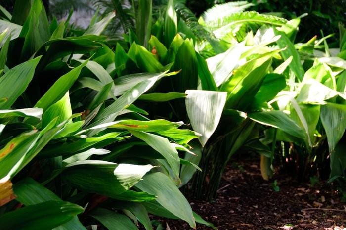 Cast-iron Plant (Aspidistra elatior) — reference photo