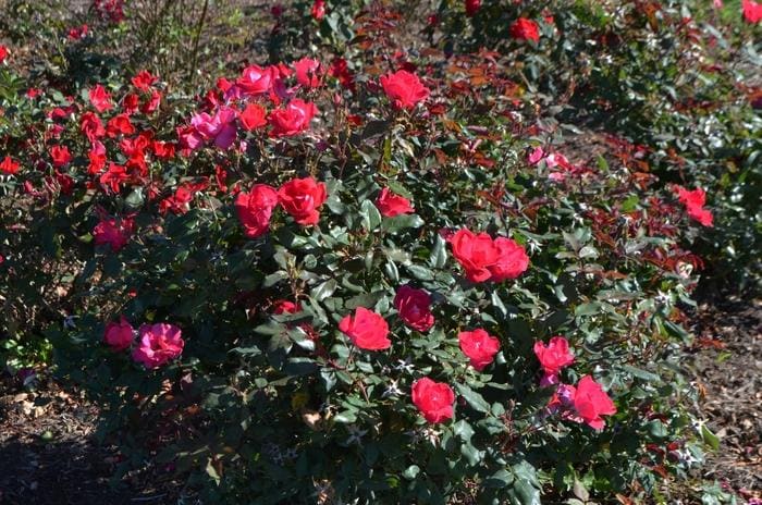 Pink Drift(R) Rose PP#18874 (Rosa × pink drift(r) pp#18874 15-16"w) — reference photo