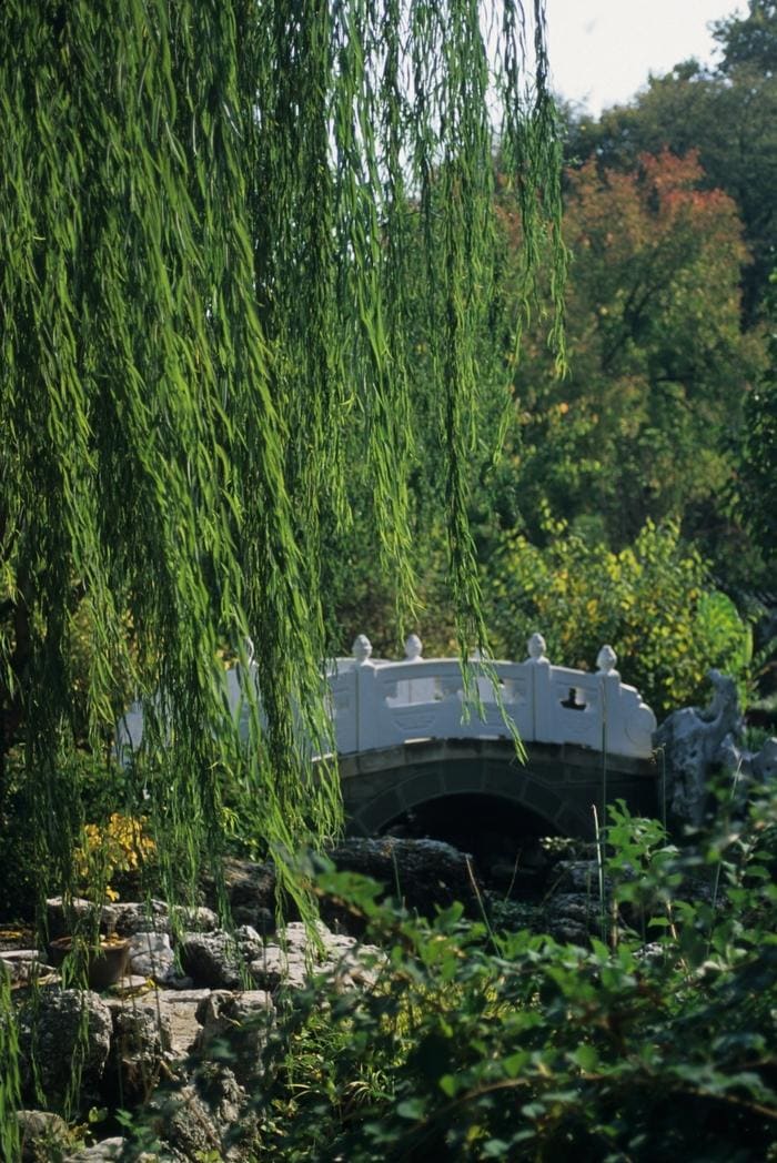 Weeping Willow (Salix babylonica) — reference photo