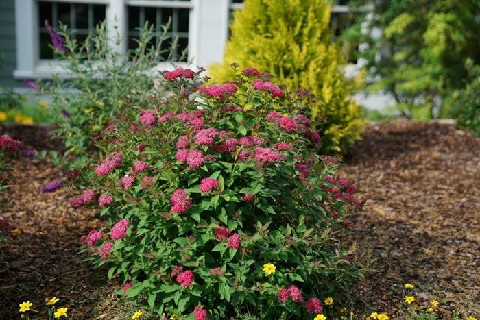 Himalayan Sweet Box (Sarcococca hookeriana) — reference photo