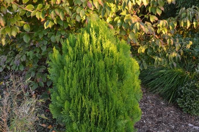 Morgan Chinese Arborvitae (Thuja orientalis 'Morgan') — reference photo