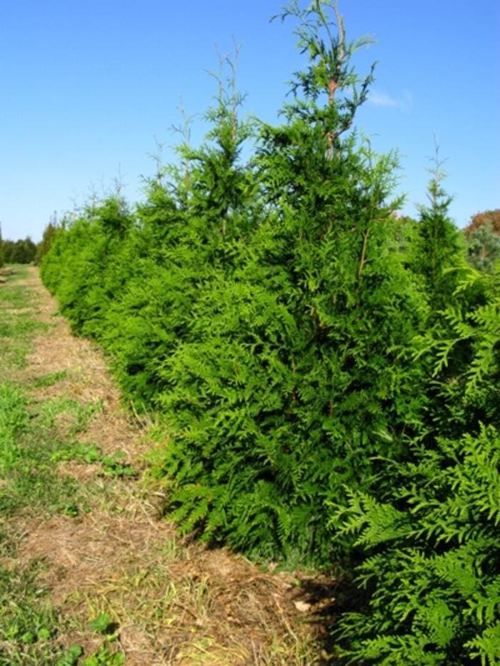Western Red Cedar 'Green Giant' (Thuja plicata 'Green giant') — reference photo
