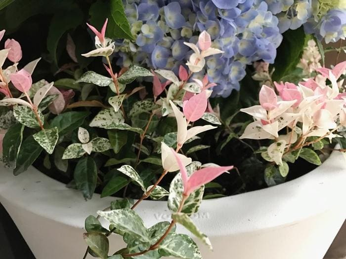 Asiatic Jasmine (Trachelospermum asiaticum 'Minima' 6-8"w) — reference photo