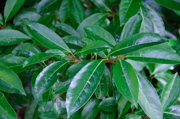 Chindo Viburnum 'Chindo' (Viburnum awabuki 'Chindo') — reference photo