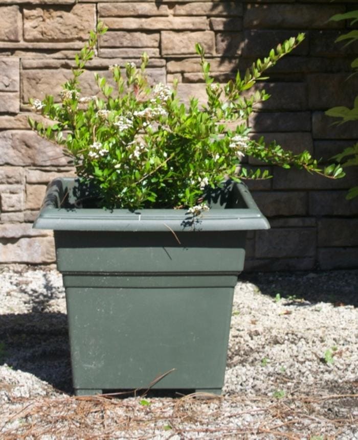 Walter's Viburnum 'Raulston' (Viburnum obovatum 'Raulston's hardy') — reference photo