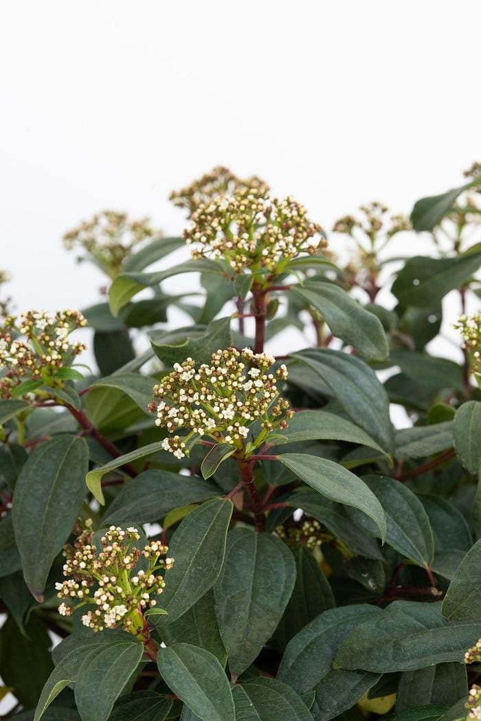 Viburnum Hybrid 'Moonlit Lace®' (Viburnum × 'Moonlit lace®') — reference photo