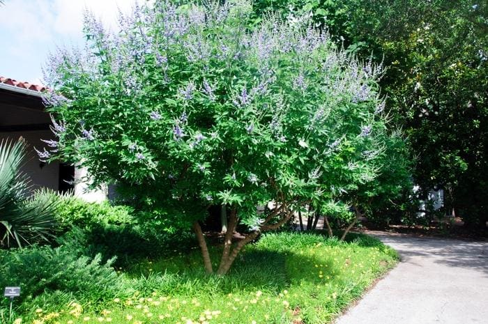 Chaste Tree 'Shoal Creek' (Vitex agnus-castus 'Shoal creek') — reference photo