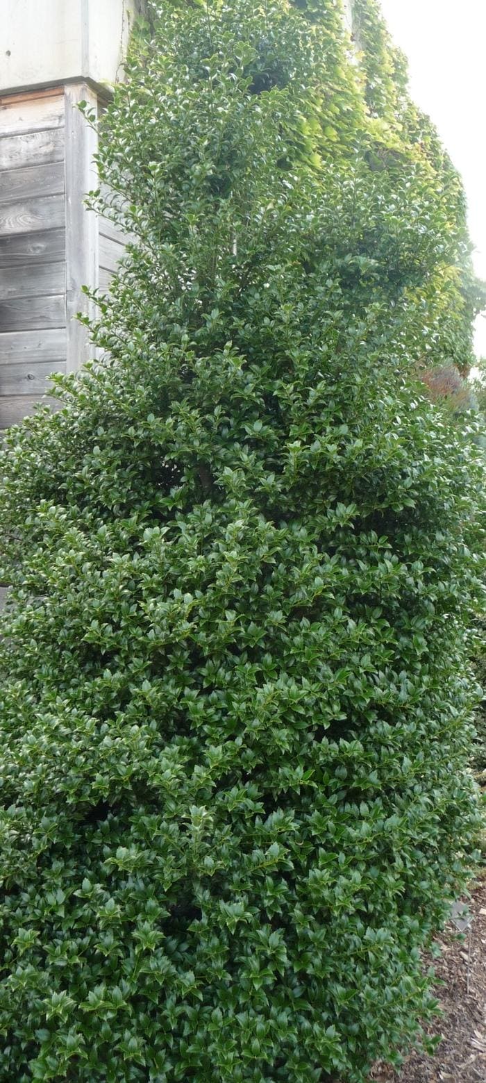 Broadleaf Holly Hybrid 'Miss Patricia' (Ilex × latifolia 'Miss patricia') — reference photo