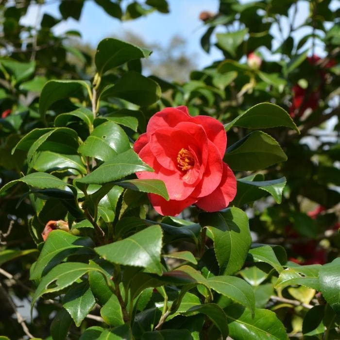 Governor Mouton Spring Blooming Camellia (Camellia japonica 'Governor mouton') — reference photo