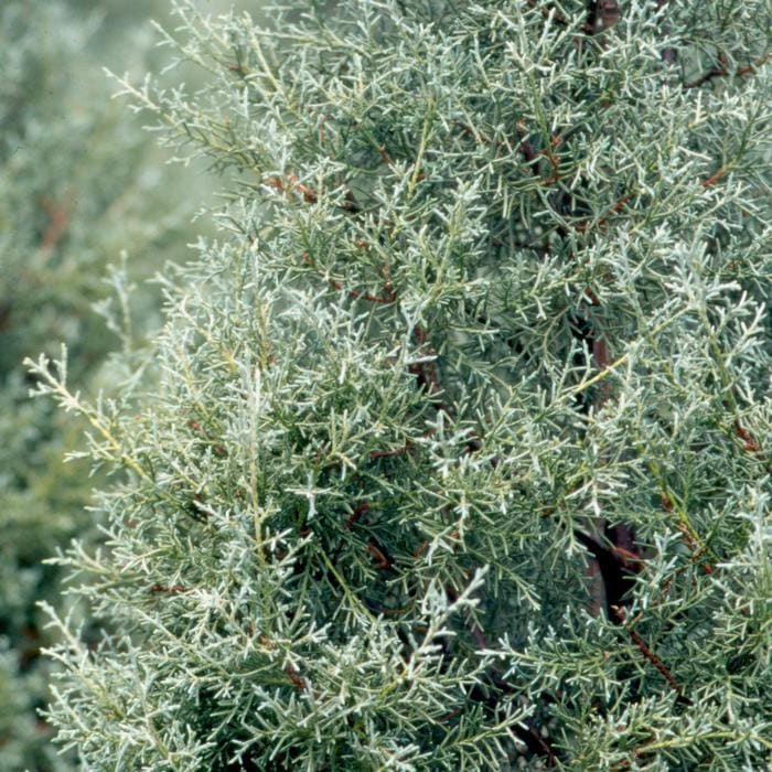 Carolina Sapphire Arizona Cypress (Callitropsis glabra 'Carolina sapphire') — reference photo