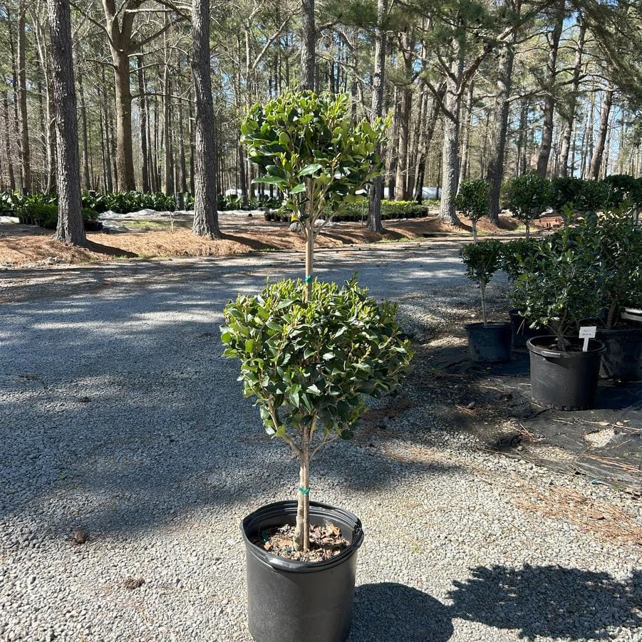 Eastbay Privet (Ligustrum japonicum 'Eastbay') — reference photo
