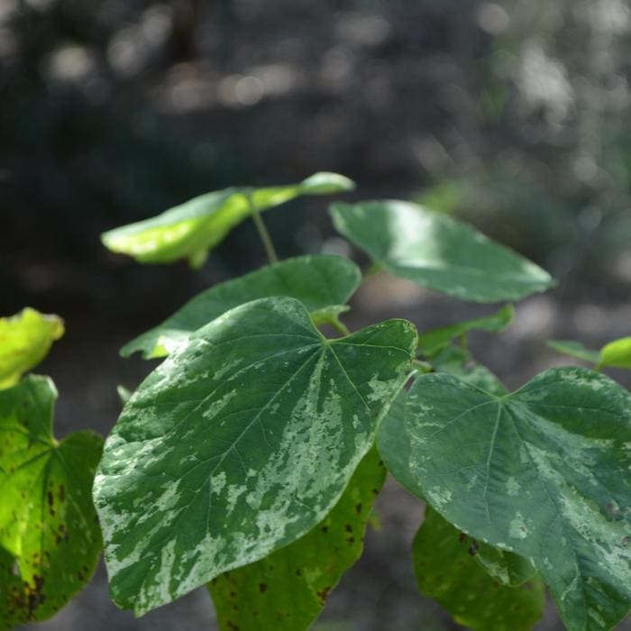 Eastern Redbud 'Alley Cat' (Cercis canadensis 'Alley cat') — reference photo
