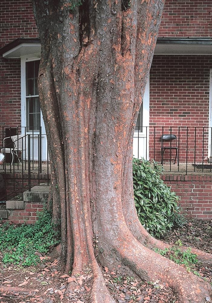 American Elm 'Princeton' (Ulmus americana 'Princeton') — reference photo