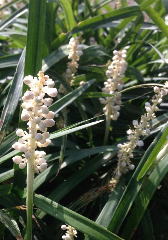 Monroe White Lilyturf (Liriope muscari 'Monroe white') — reference photo