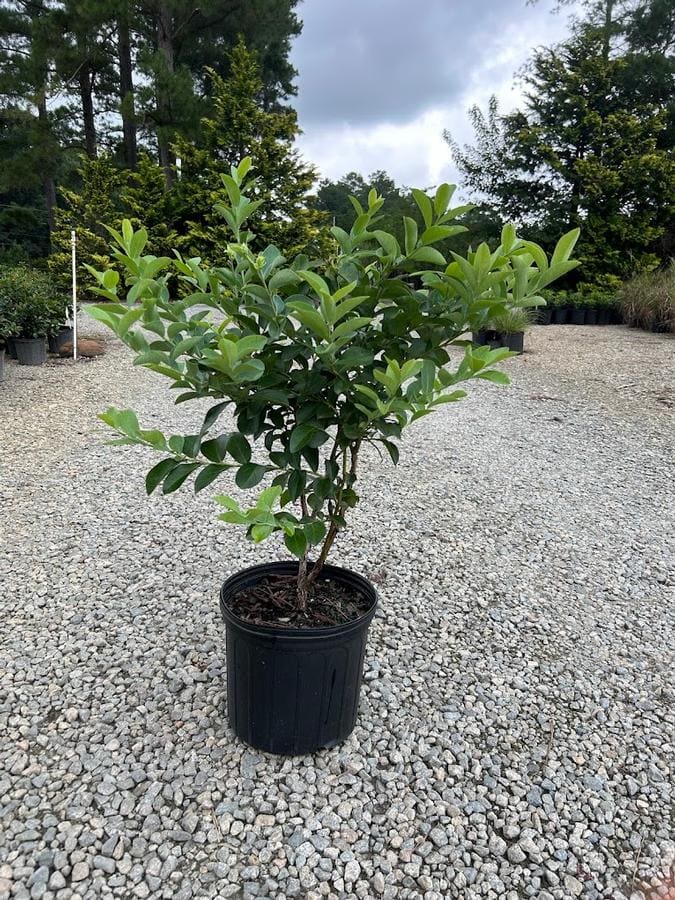 Columbus Blueberry (Vaccinium ashei 'Columbus') — reference photo