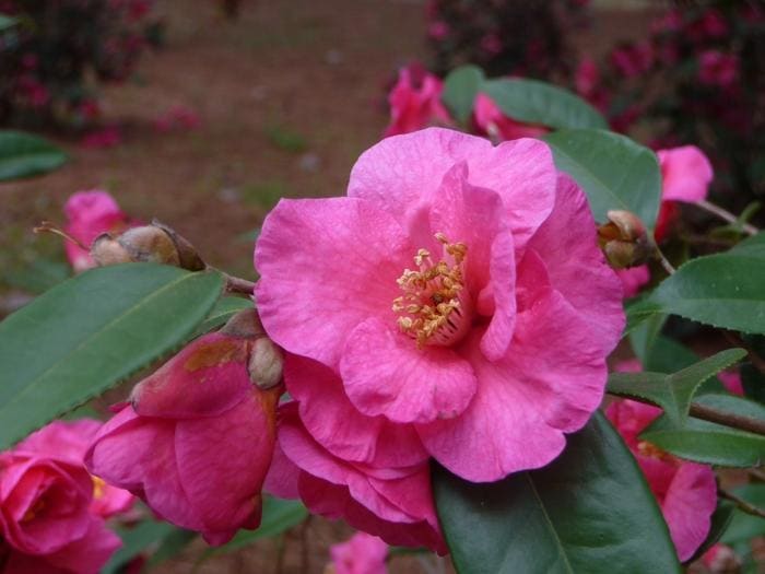 Sasanqua Camellia 'Kanjiro' (Camellia sasanqua 'Kanjiro') — reference photo