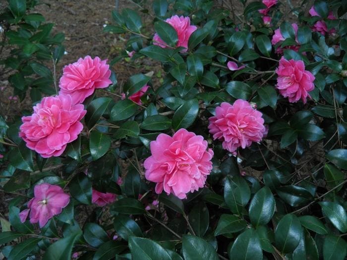 Hybrid Camellia 'Autumn Spirit' (Camellia × 'Autumn spirit') — reference photo