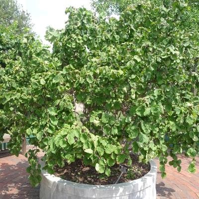 European Filbert 'Burgundy Lace' (Corylus avellana 'Burgundy lace') — reference photo