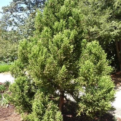 Green Hawthorn 'Winter King' (Crataegus viridis' winter king') — reference photo