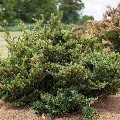 Distylium 'Cinnamon Girl®' (Distylium 'Cinnamon girl®') — reference photo