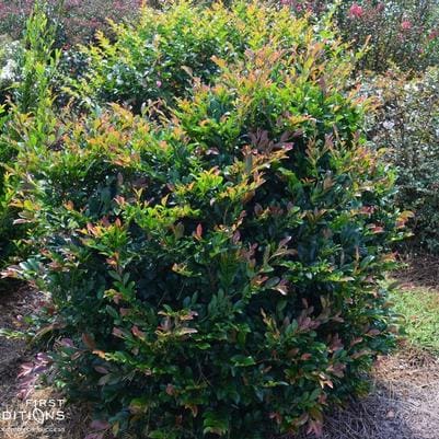 Distylium 'Emerald Heights®' (Distylium 'Emerald heights®') — reference photo