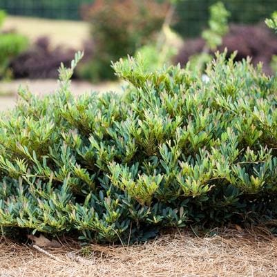 Vintage Jade Distylium (Distylium myricoides 'Vintage jade' ppaf) — reference photo