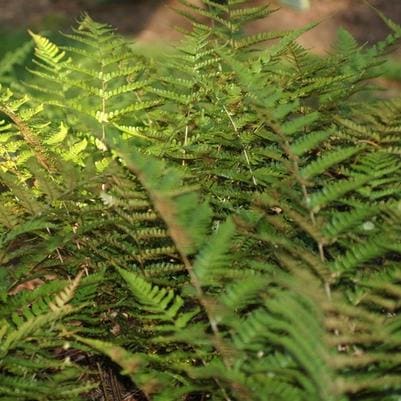 Distylium 'Vintage Jade' (Distylium 'Vintage jade') — reference photo