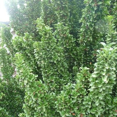 Japanese Euonymus 'Green Spire' (Euonymus japonicus 'Green spire') — reference photo