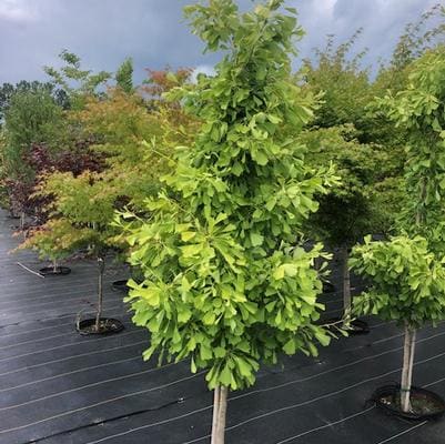 Swamp Privet 'Pendula' (Forestiera angustifolia 'Pendula') — reference photo