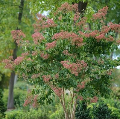Seven-Son Flower (Heptacodium miconioidestreeform:) — reference photo