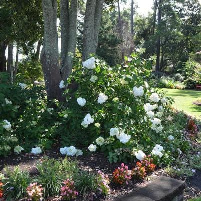 Panicle Hydrangea 'Sweet Summer' (Hydrangea paniculata 'Sweet summer') — reference photo