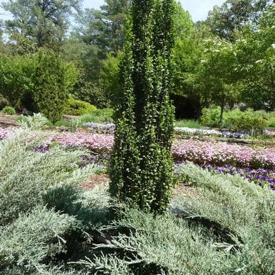 Japanese Holly 'Excelsa Schwoebel' (Ilex crenata 'Excelsa schwoebel'conical) — reference photo