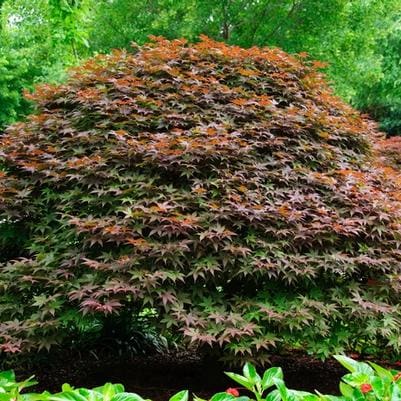 Japanese Maple 'Rhode Island Red' (Acer palmatum 'Rhode island red') — reference photo