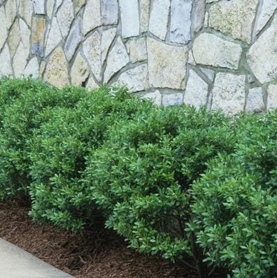 Japanese Holly 'Snowflake' (Ilex crenata 'Snowflake'Conical) — reference photo