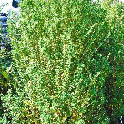 Soft Touch Japanese Holly (Ilex crenata 'Soft touch') — reference photo