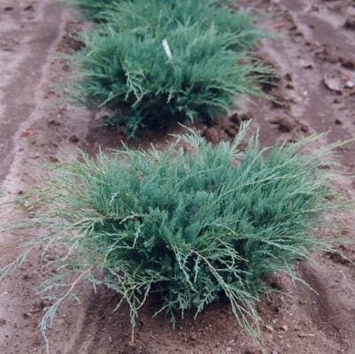 Eastern Red Cedar 'Taylor' (Juniperus virginiana 'Taylor') — reference photo