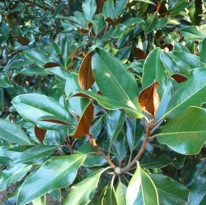Southern Magnolia 'Bracken' (Magnolia grandiflora 'Bracken's brown beauty') — reference photo
