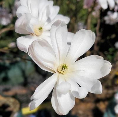 Oyama Magnolia 'Colossus' (Magnolia sieboldii 'Colossus') — reference photo