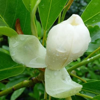 Sweetbay Magnolia 'Green Shadow' (Magnolia virginiana 'Green shadow') — reference photo