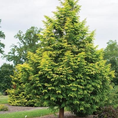 Dawn Redwood (Metasequoia glyptostroboides) — reference photo