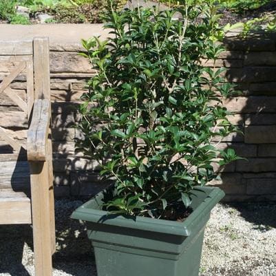 Holly Olive 'Kaori Hime' (Osmanthus heterophyllus 'Kaori hime') — reference photo