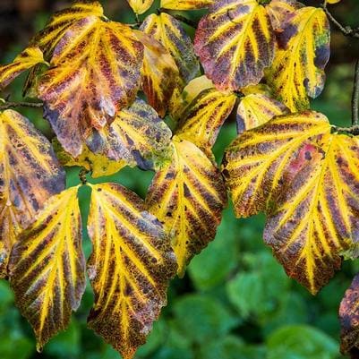 Persian Ironwood 'Persian Spire™' (Parrotia persica 'Persian spire™') — reference photo