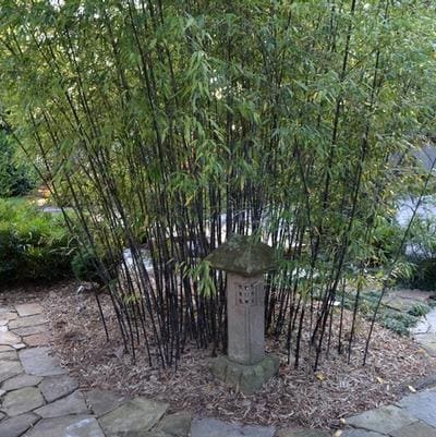 Golden Bamboo 'Golden Bamboo' (Phyllostachys aurea 'Golden bamboo') — reference photo