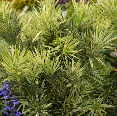 Podocarpus (Podocarpus 'Pringles') — reference photo